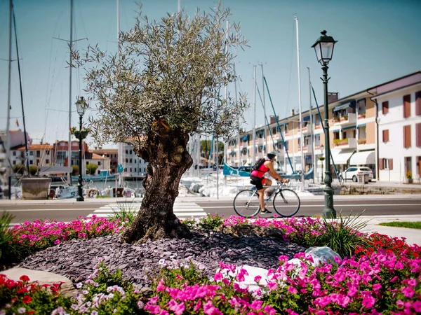 Genussradeln in Grado © Ivan Regolin Alter Baum in Blumenbeet mit Fahrradfahrer vor Hafen und Gebäuden