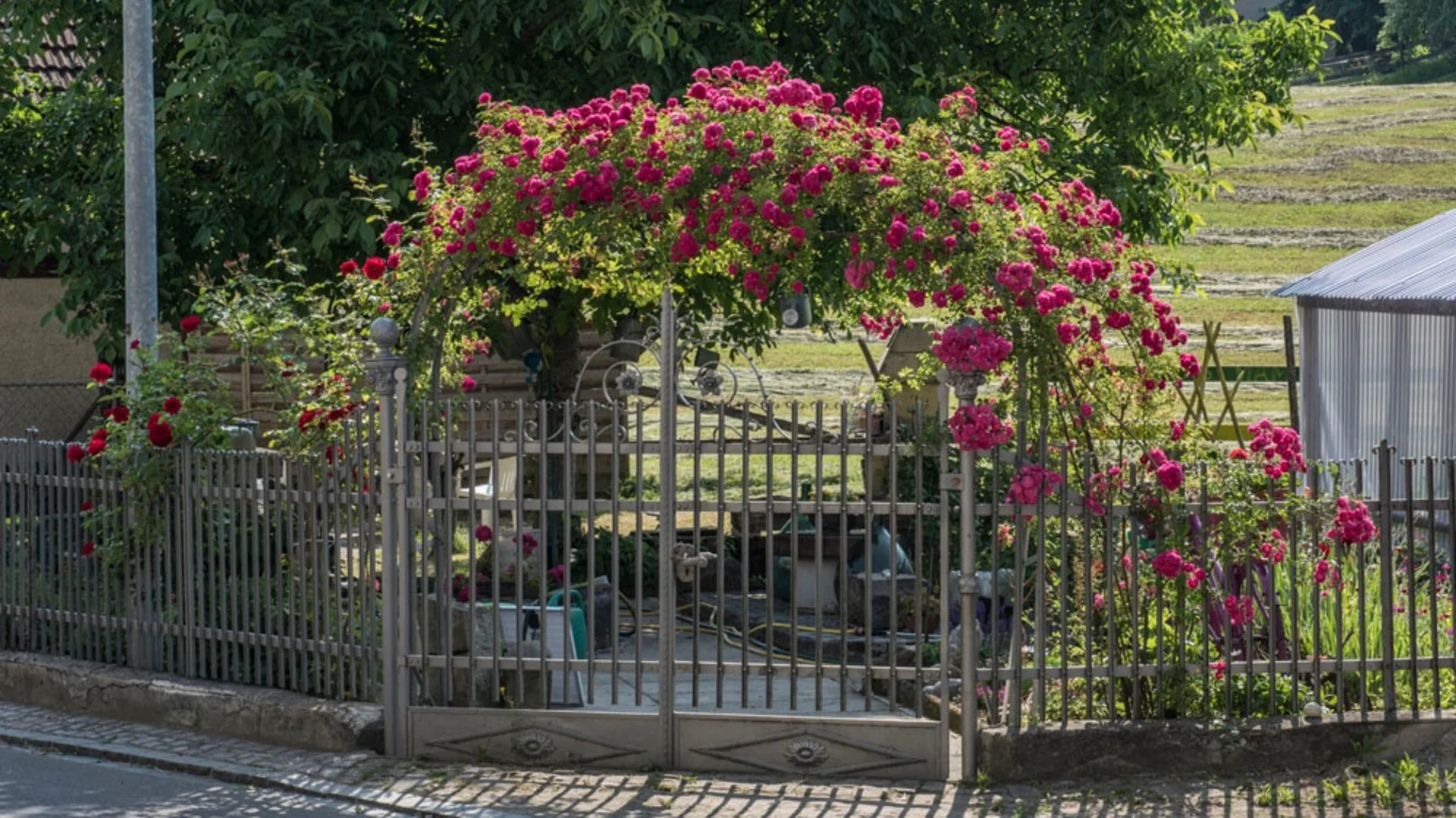 Metalen poort met rozenboog en rode rozen in een tuin