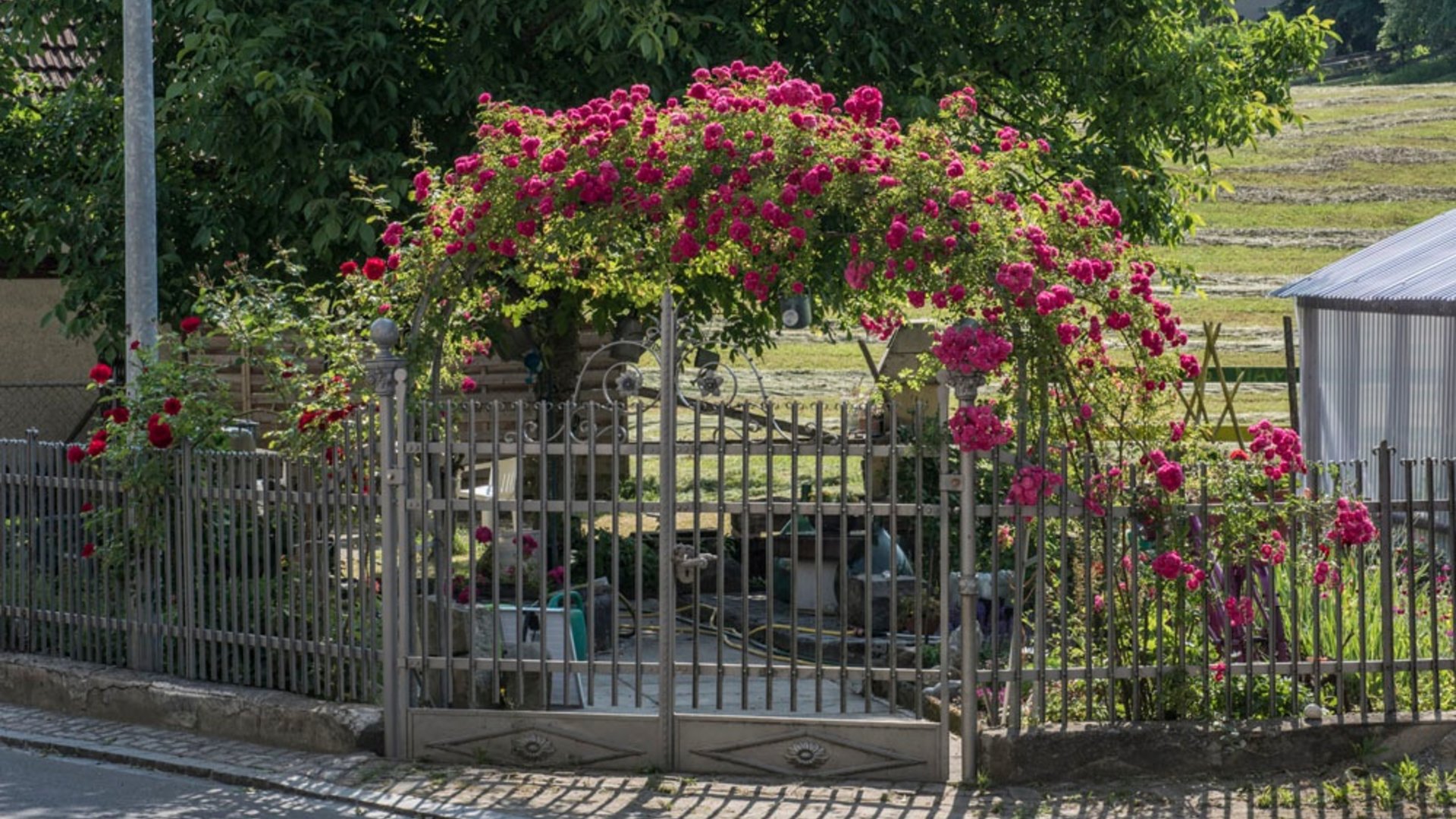 Metal gate with rose arch and red roses in a garden