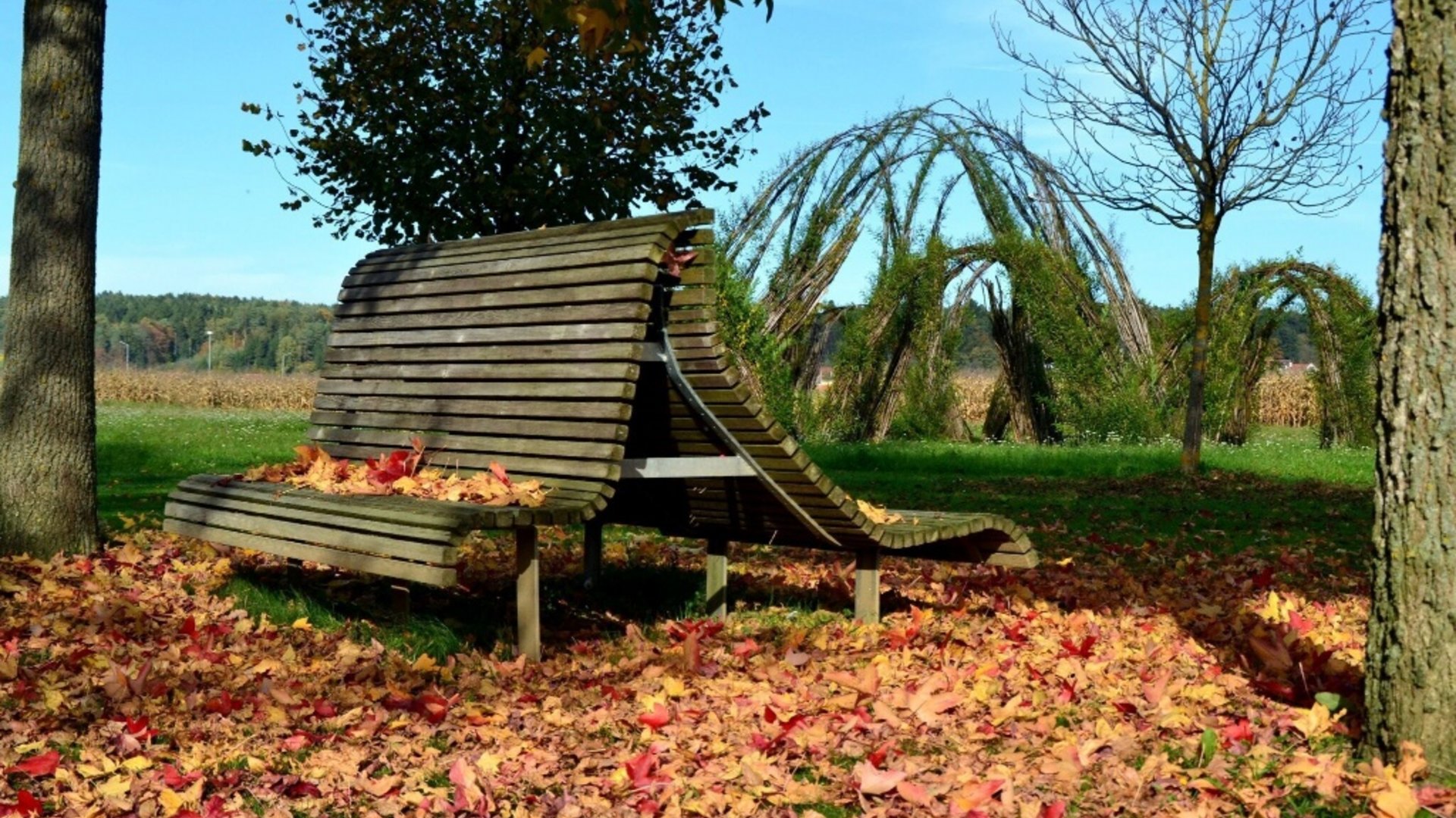 Wooden bench with autumn leaves on grass and green tree structures in park