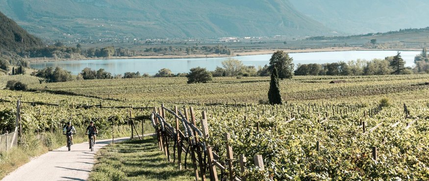 Two cyclists riding through a vineyard landscape with mountains and lake in the background