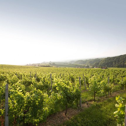 Vineyard with green grapevines and hills in the background under clear sky