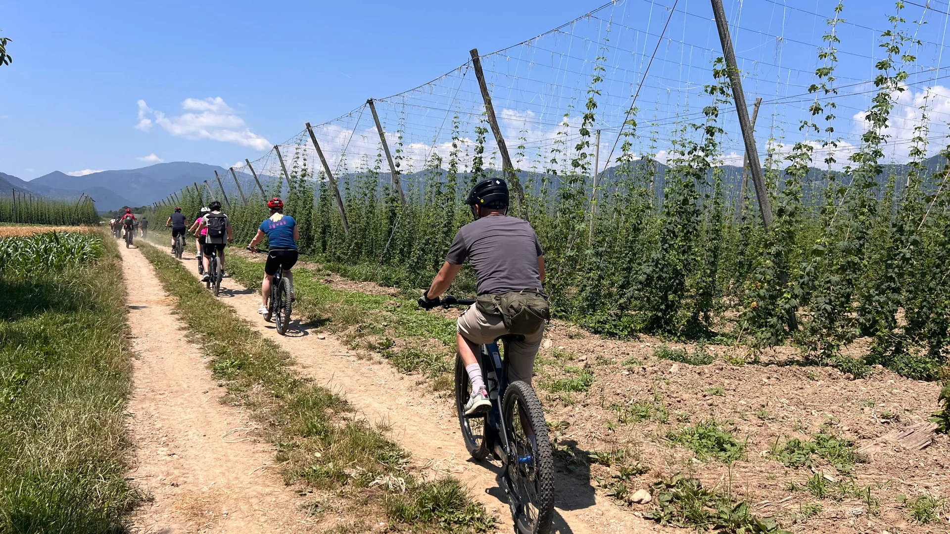 Mensen fietsen op een bospad naast een hopveld op een zonnige dag