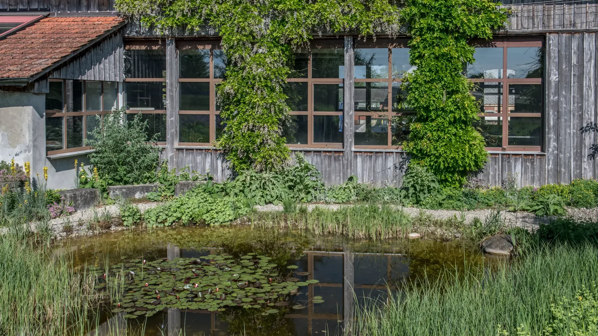 Vijver met waterlelies voor houten huis met groene klimplanten