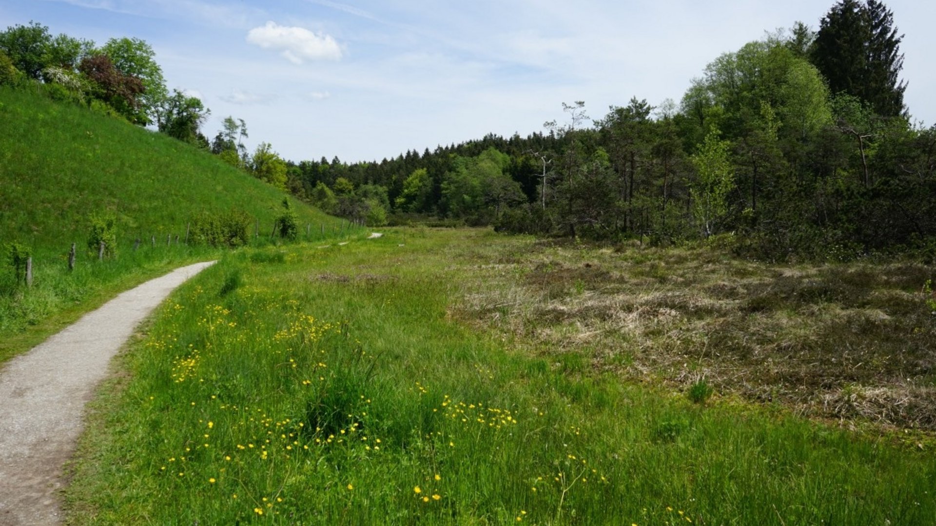Hiking trail beside green meadow and forest under blue sky