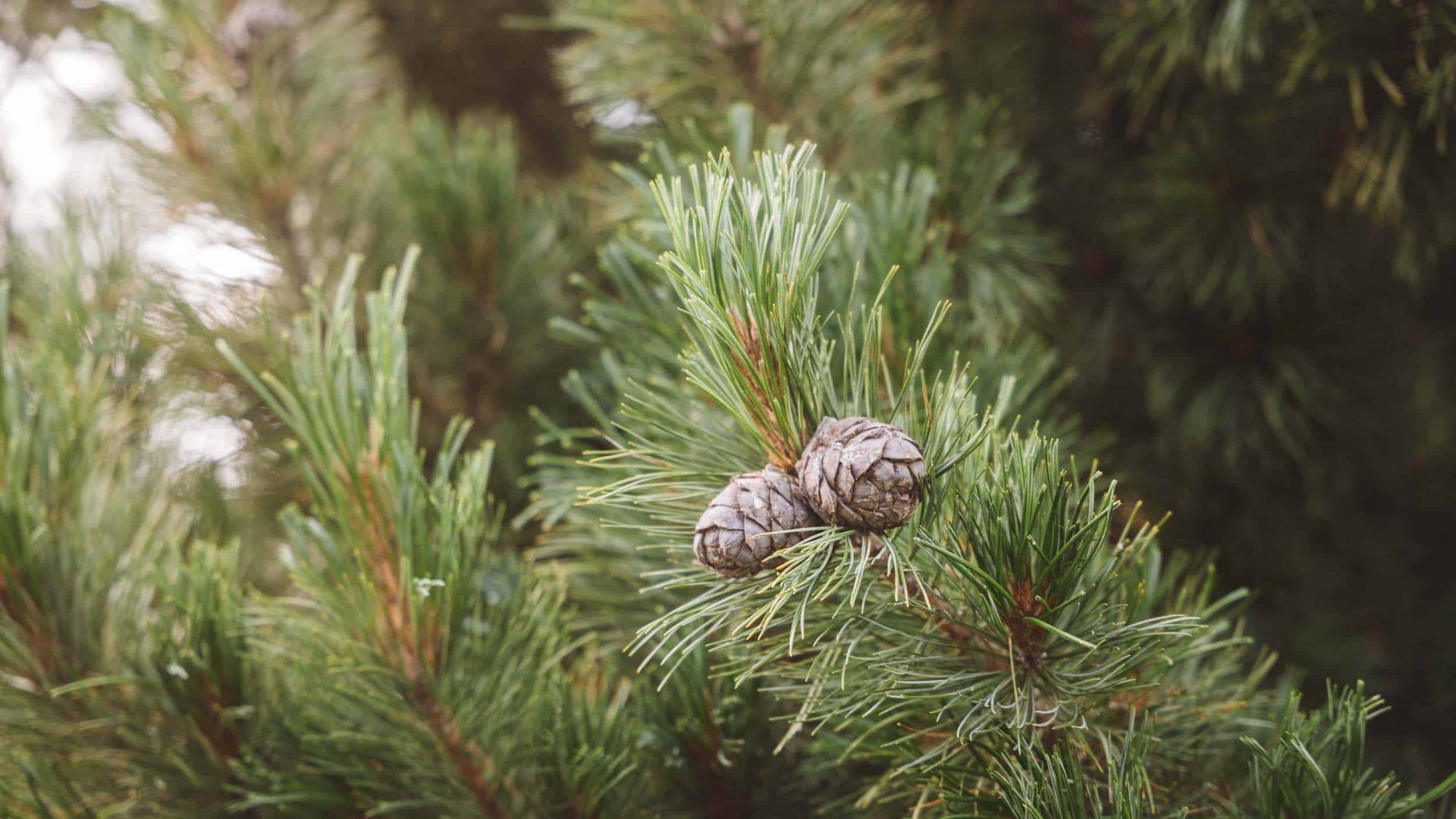 Pine branches with two cones in focus