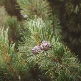Pine branches with two cones in focus