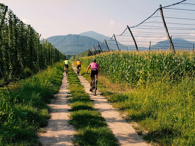 Drei Radfahrer auf einem Feldweg zwischen grünen Feldern und Bergen im Hintergrund