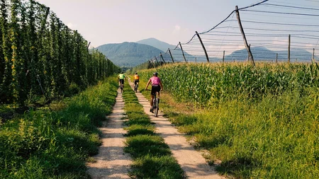 Drei Radfahrer auf einem Feldweg zwischen grünen Feldern und Bergen im Hintergrund