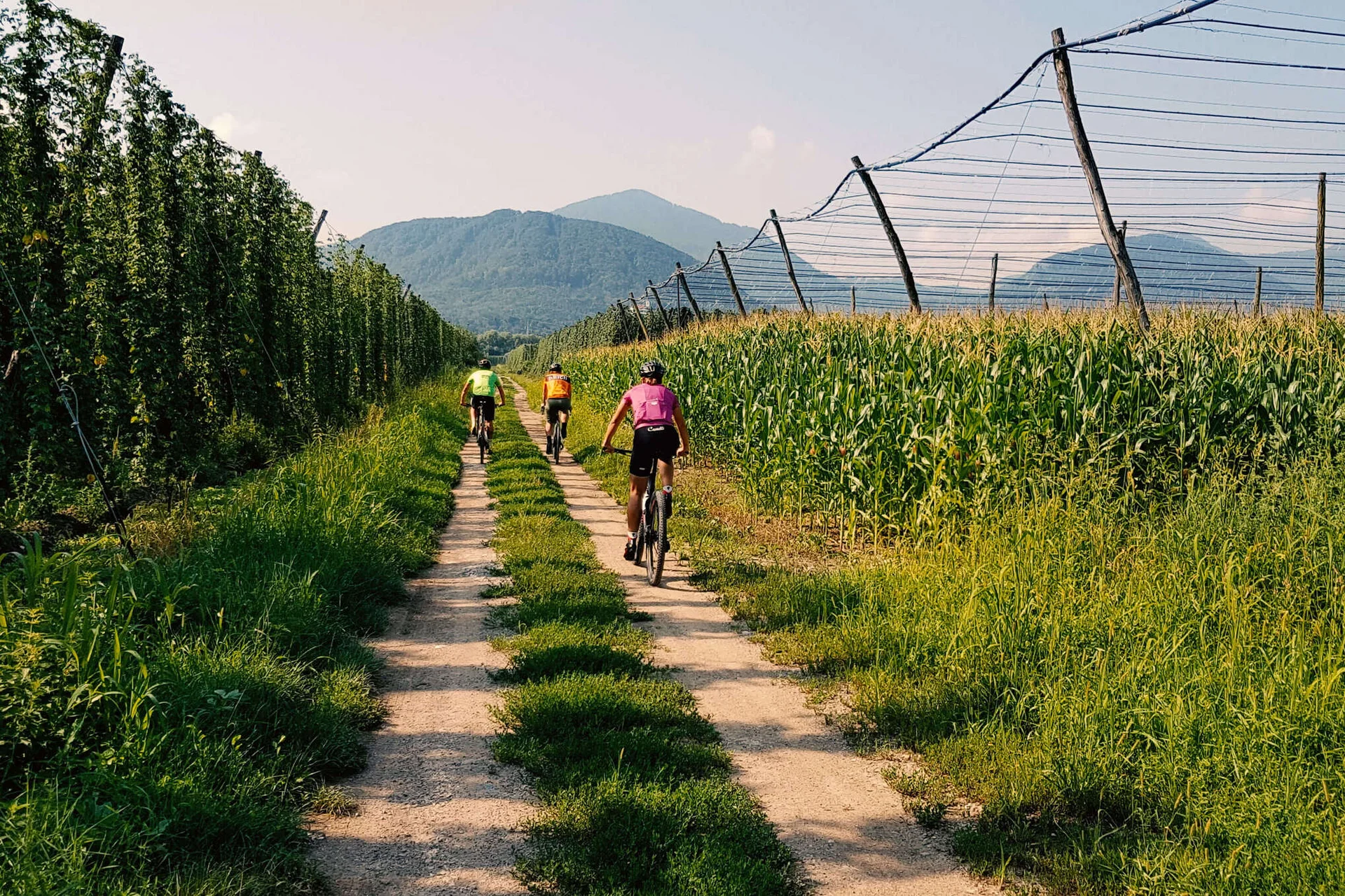 Drei Radfahrer auf einem Feldweg zwischen grünen Feldern und Bergen im Hintergrund