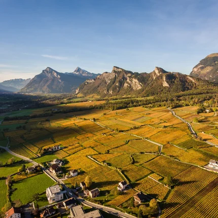 Herbstliche Weinberge unter den Alpen bei klarem Himmel