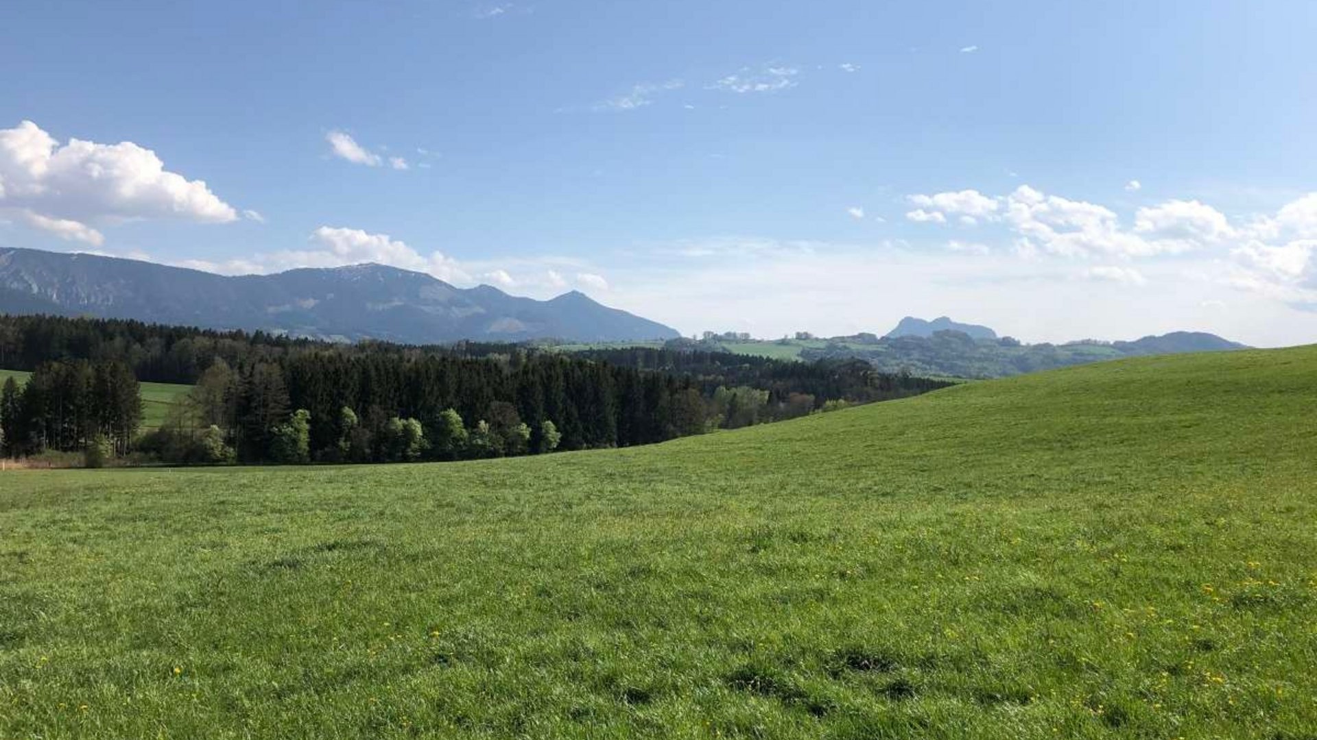 Green meadow with forest and mountains under blue sky