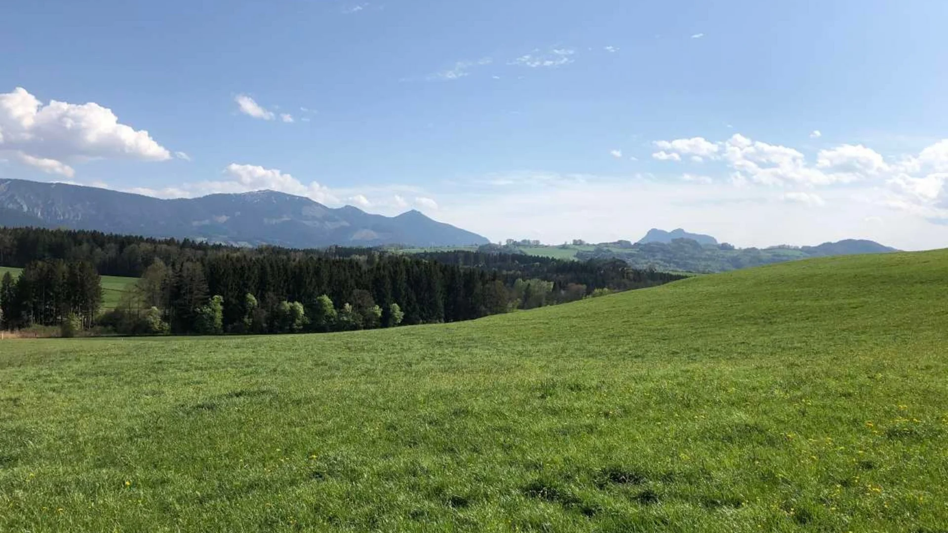 Grüne Wiese mit Wald und Bergen unter blauem Himmel