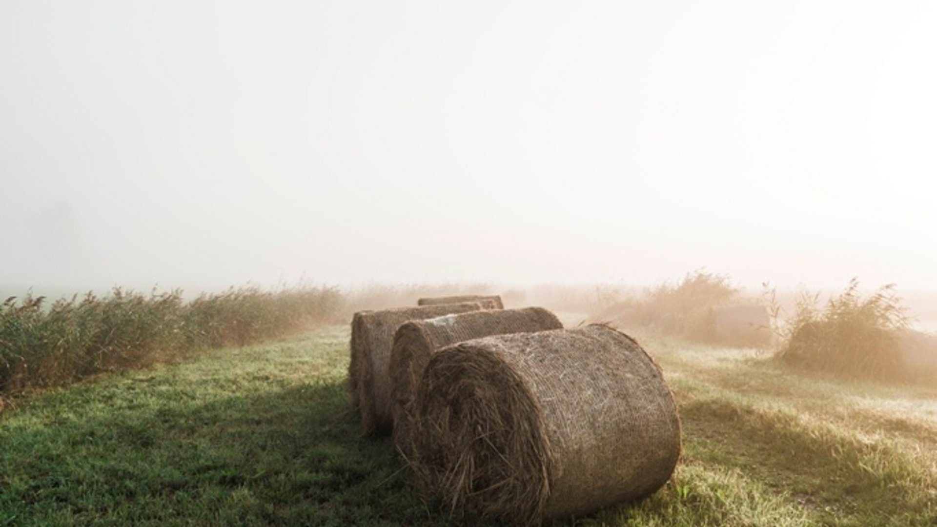 Hay bales on green field in foggy weather