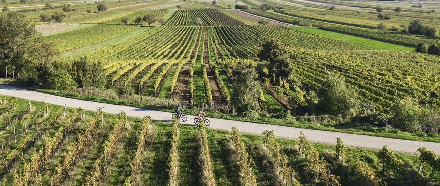 Cyclists riding on path through green vineyards under clear blue sky