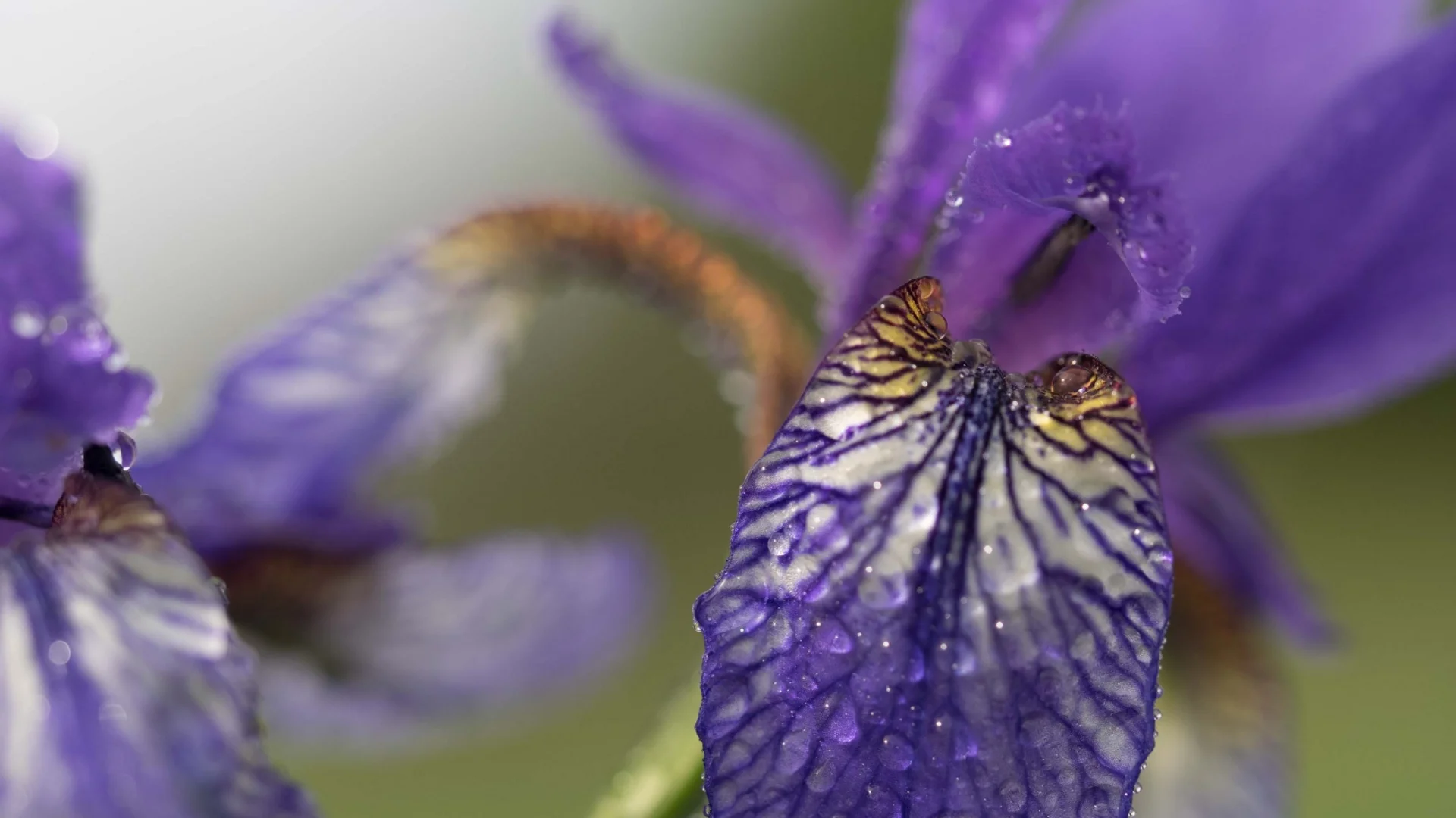 Nahaufnahme einer violetten Irisblüte mit Wassertropfen