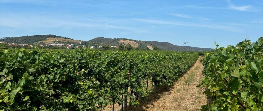 Vineyard with grapevines under blue sky