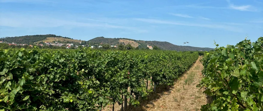 Weinberg mit Reben unter blauem Himmel