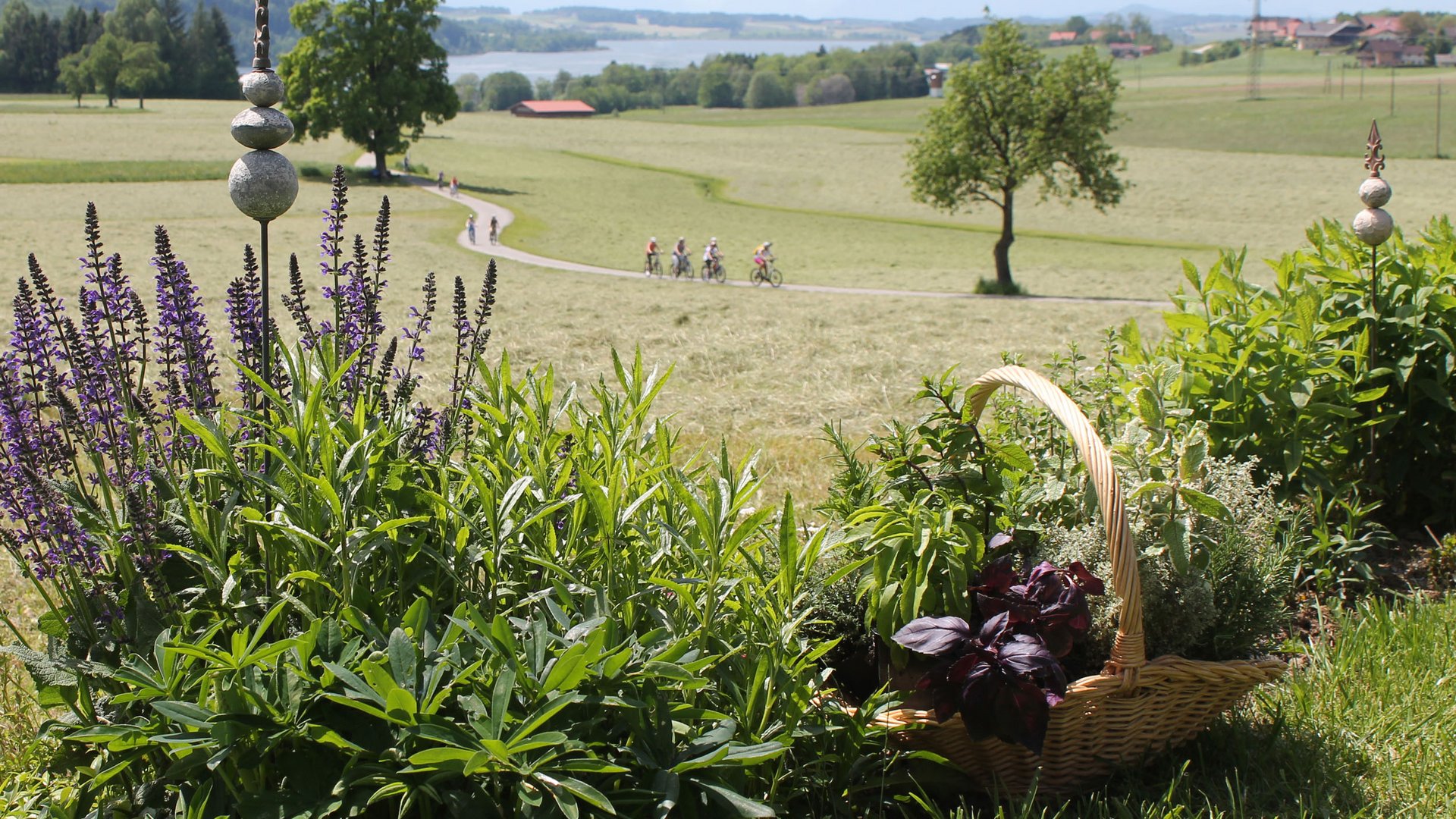 Herbs in a basket on a meadow with cyclists in the distance