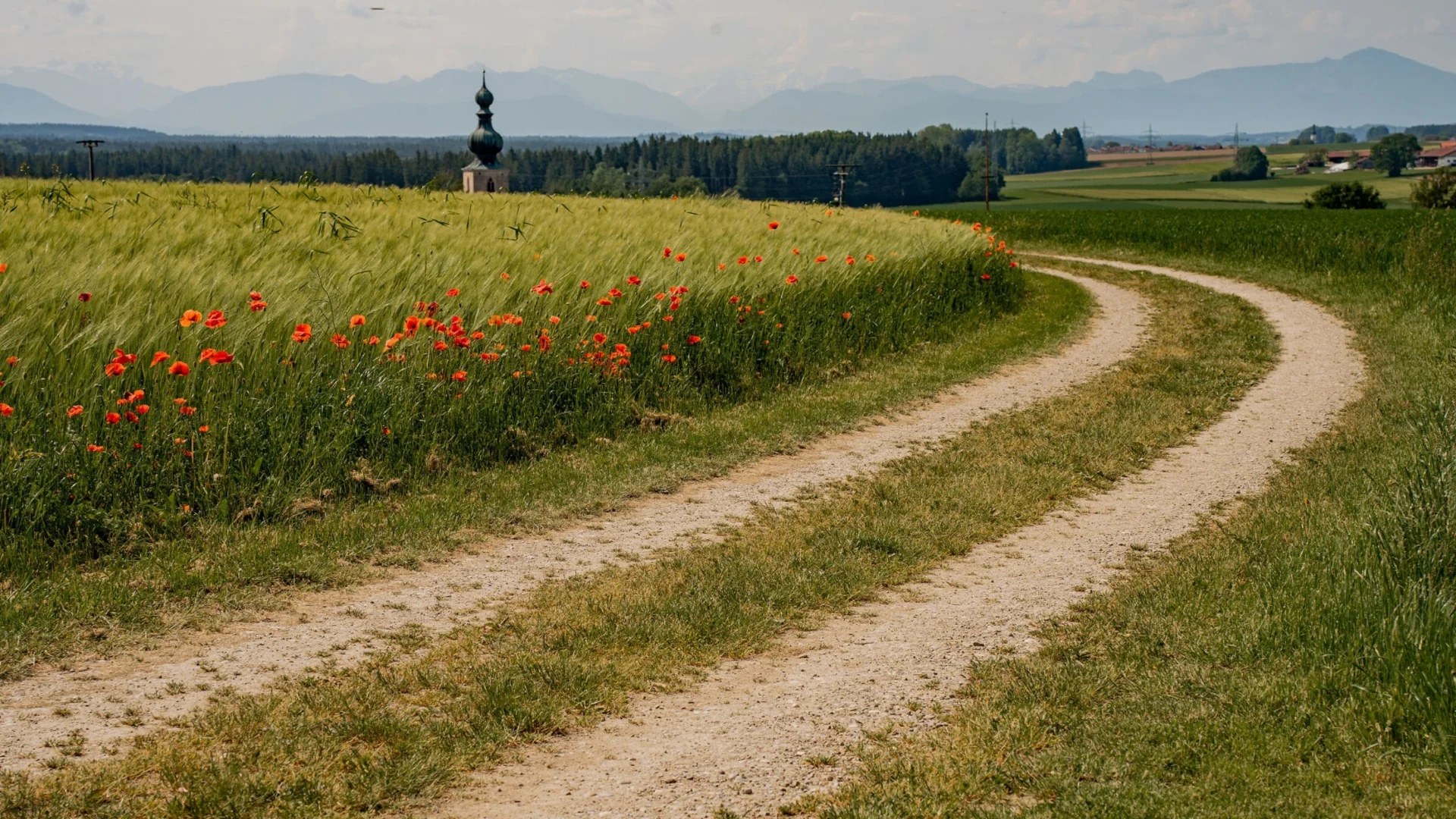 Schotterweg durch grüne Felder mit roten Blumen und Kirche im Hintergrund