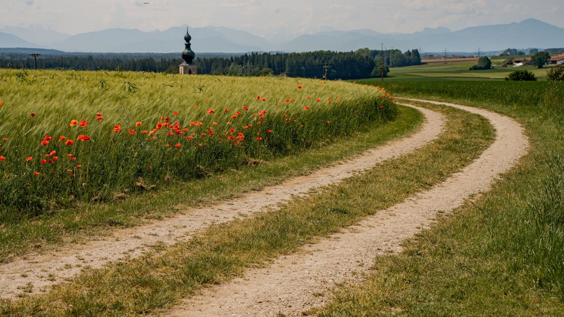 Gravel path through green fields with red flowers and church in the distance