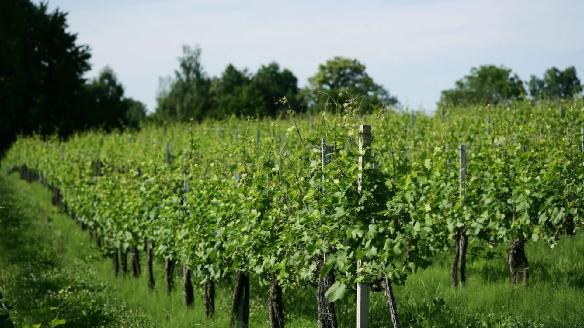 Groene wijngaard met druivenranken en bomen op de achtergrond