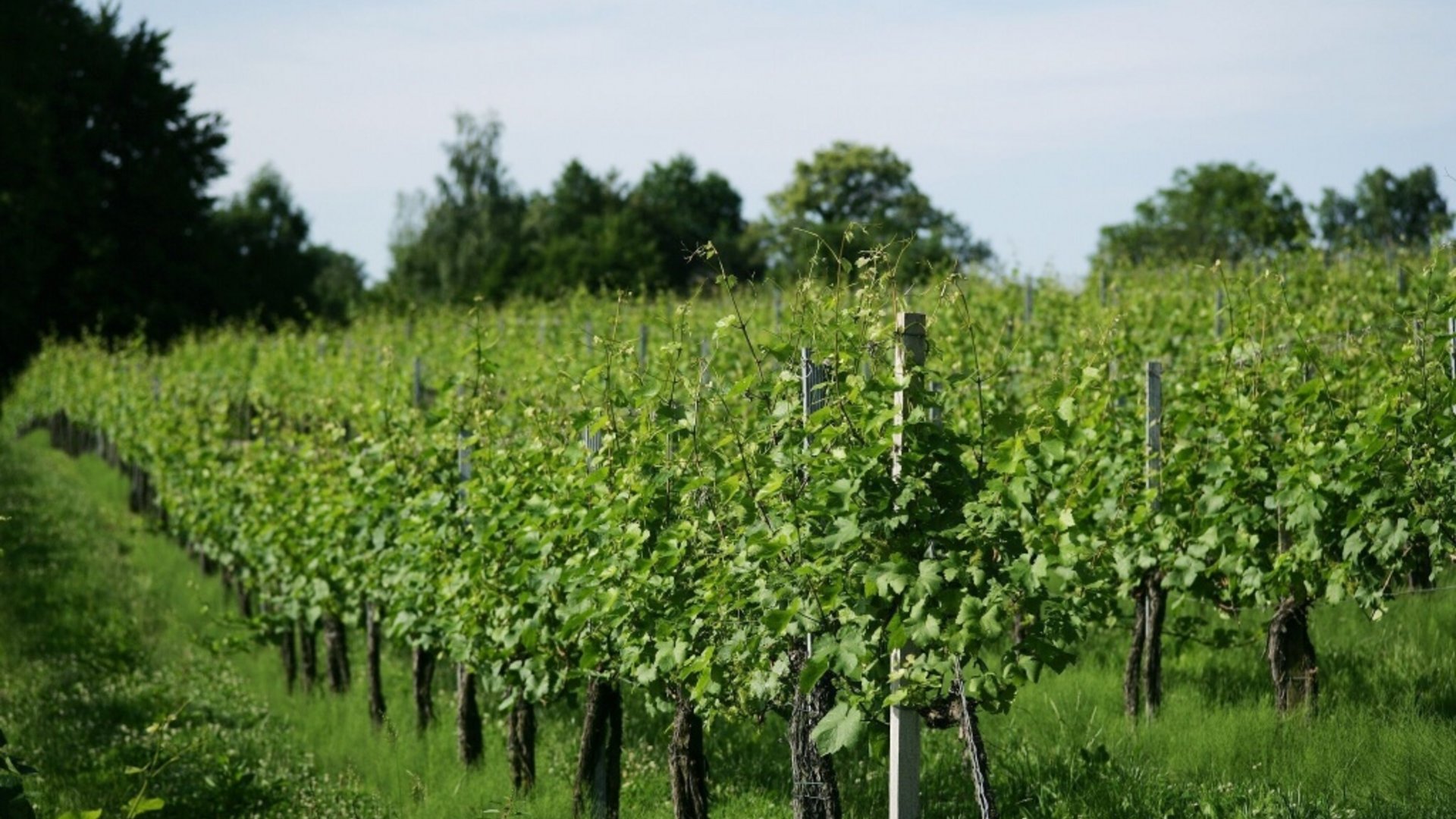 Green vineyard with grapevines and trees in the background