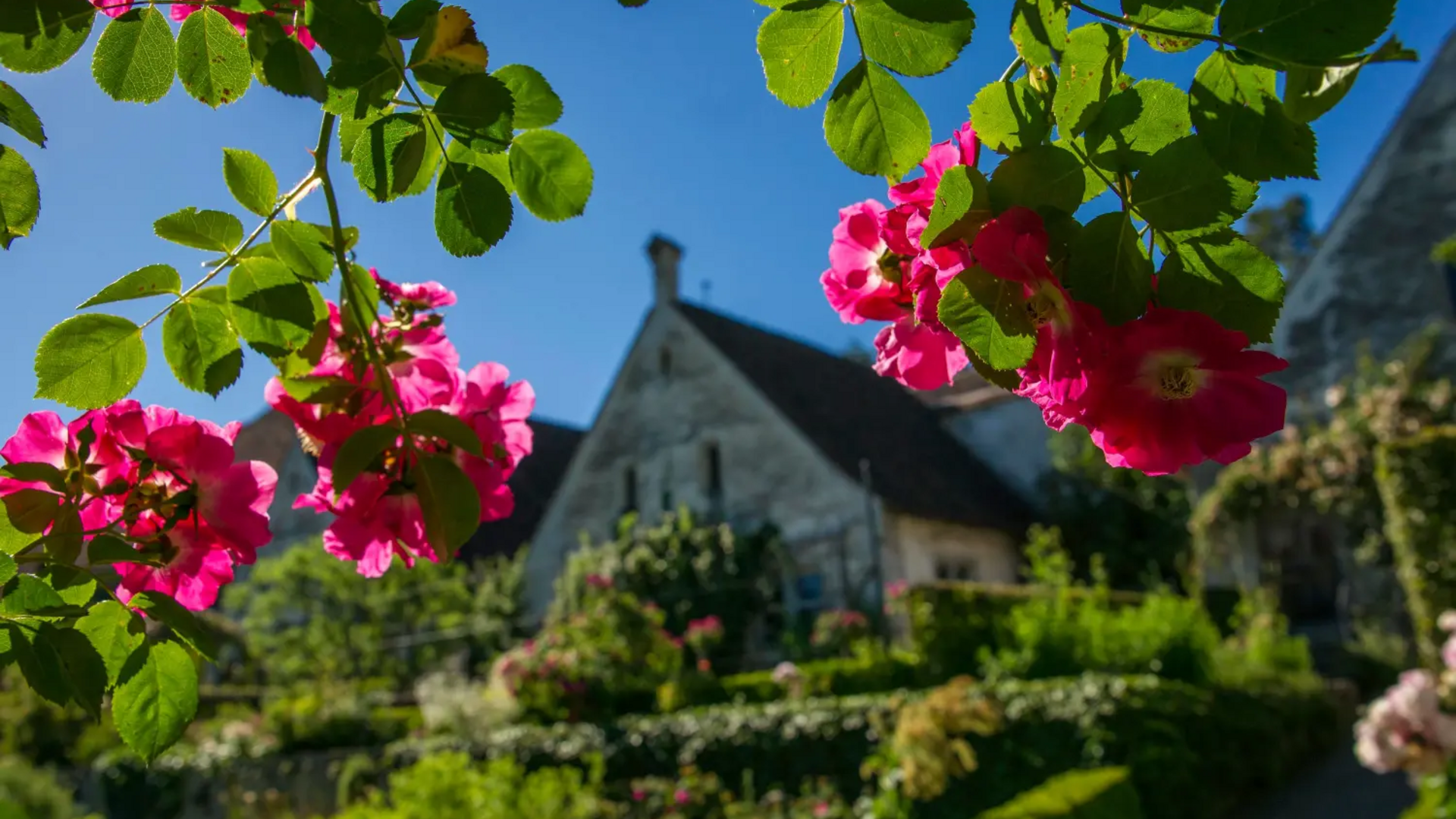 Red flowers in front of garden house on a sunny day