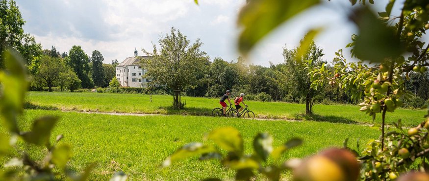 Cyclists riding on a path through green meadow with fruit trees