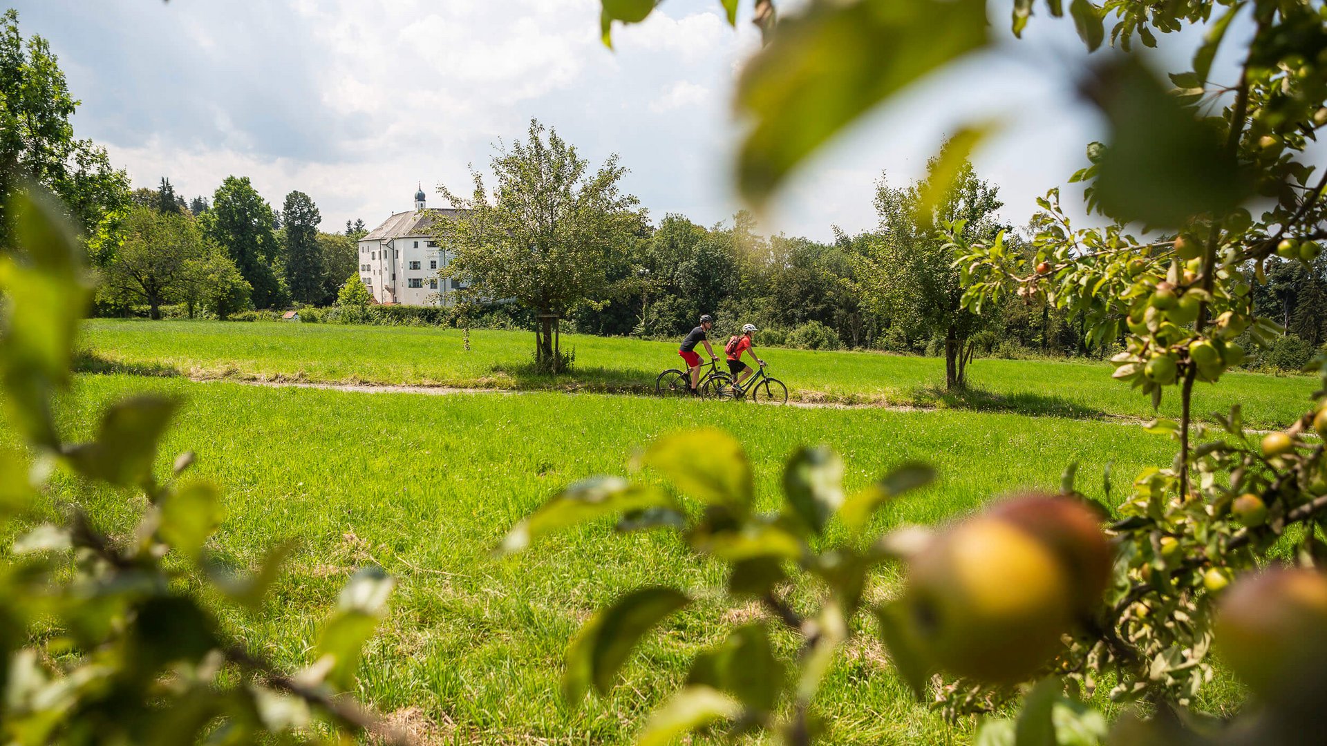 Cyclists riding on a path through green meadow with fruit trees