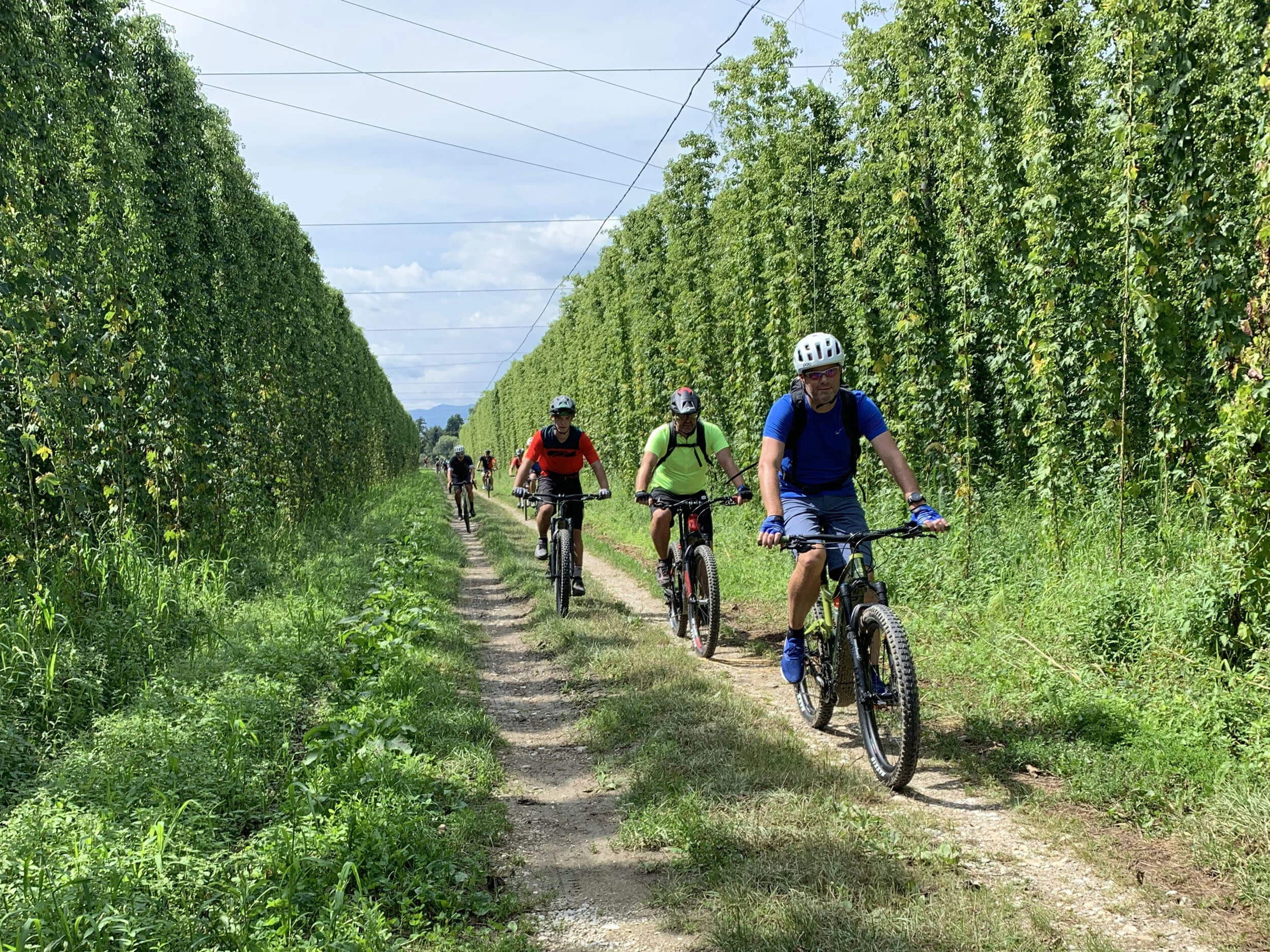 Slovenia Several cyclists riding through a hop field on a clear day