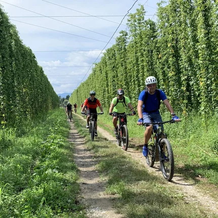 Meerdere fietsers rijden over een pad door een hopveld bij helder weer