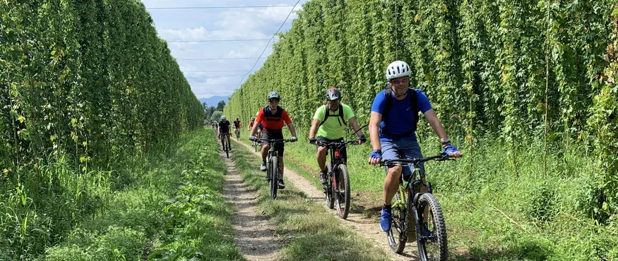Meerdere fietsers rijden over een pad door een hopveld bij helder weer