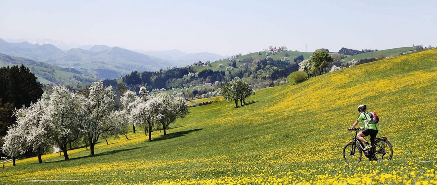 Cyclist on a blooming hill with trees and mountains in the background