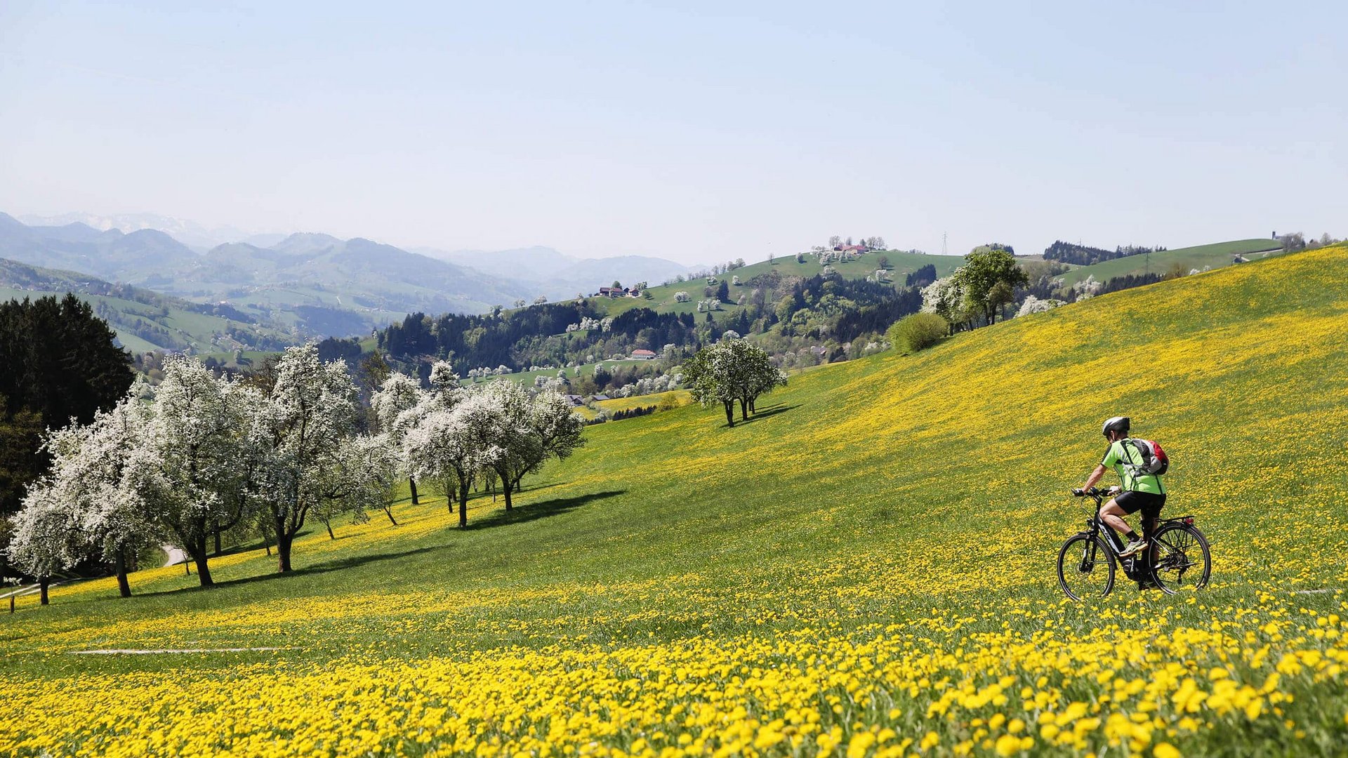 Cyclist on a blooming hill with trees and mountains in the background