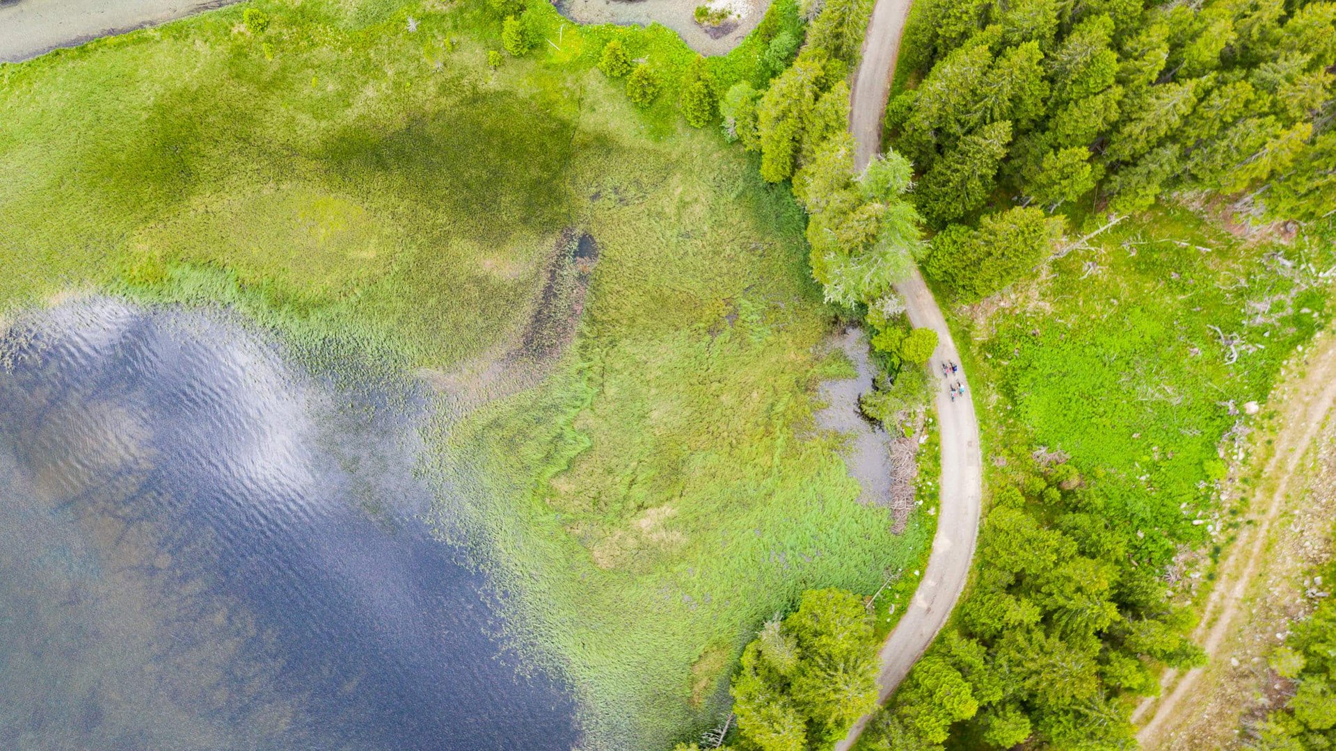 Aerial view of a forest path beside a river with green meadows