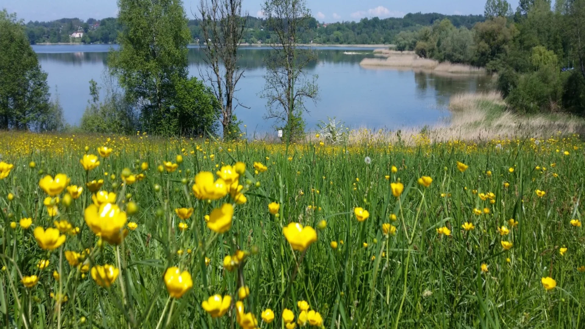 Landschaft mit gelben Blumen, See und Bäumen im Hintergrund