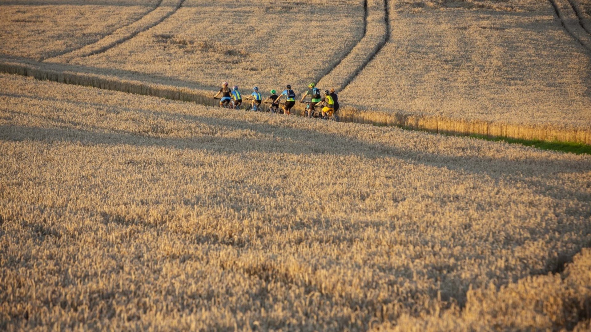 Group of cyclists riding on a path through a golden wheat field