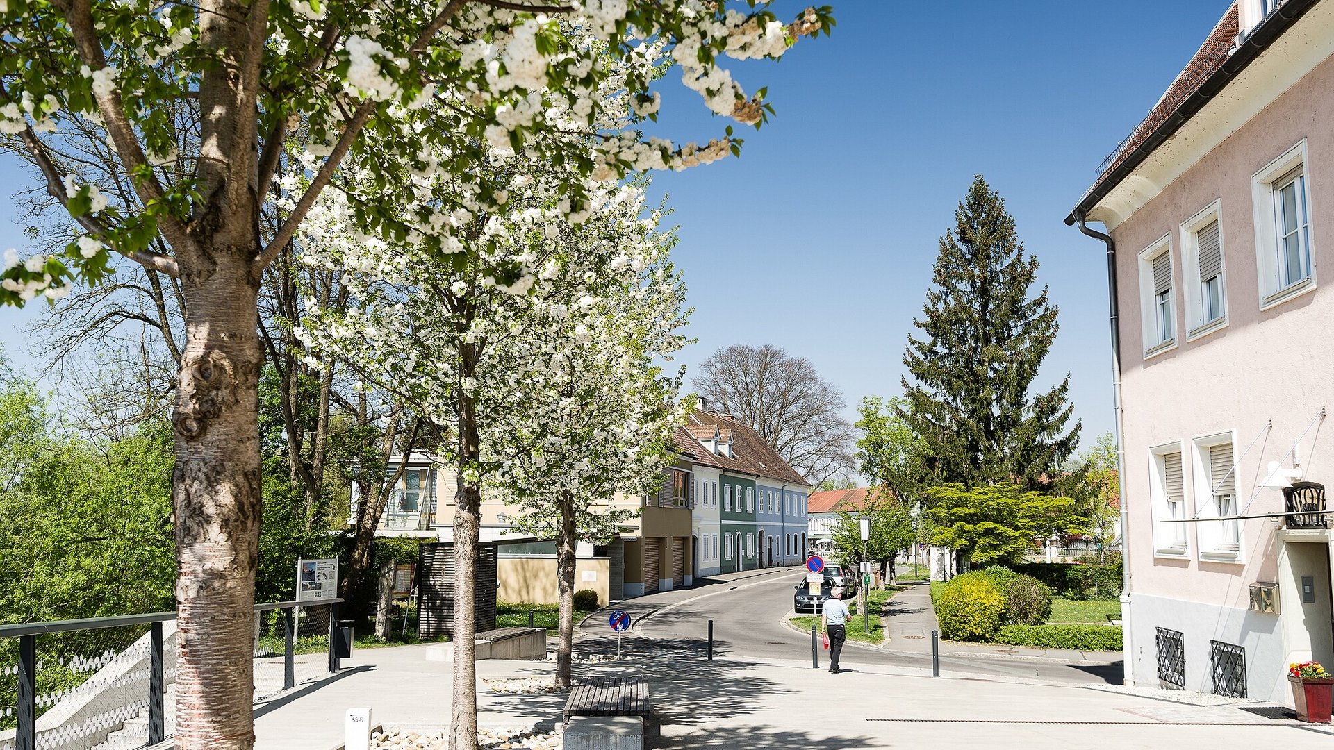 Street with blossoming trees and houses under clear sky