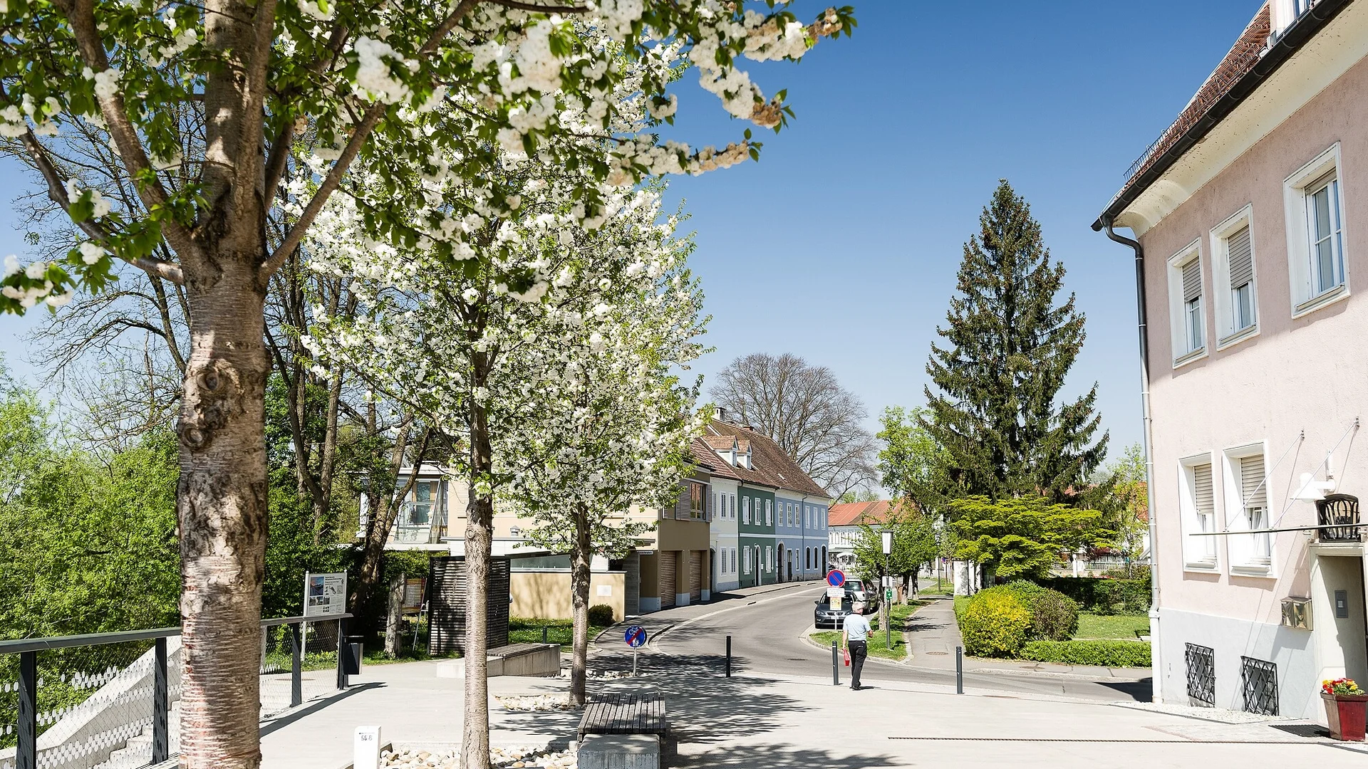 Straat met bloeiende bomen en huizen onder een heldere lucht
