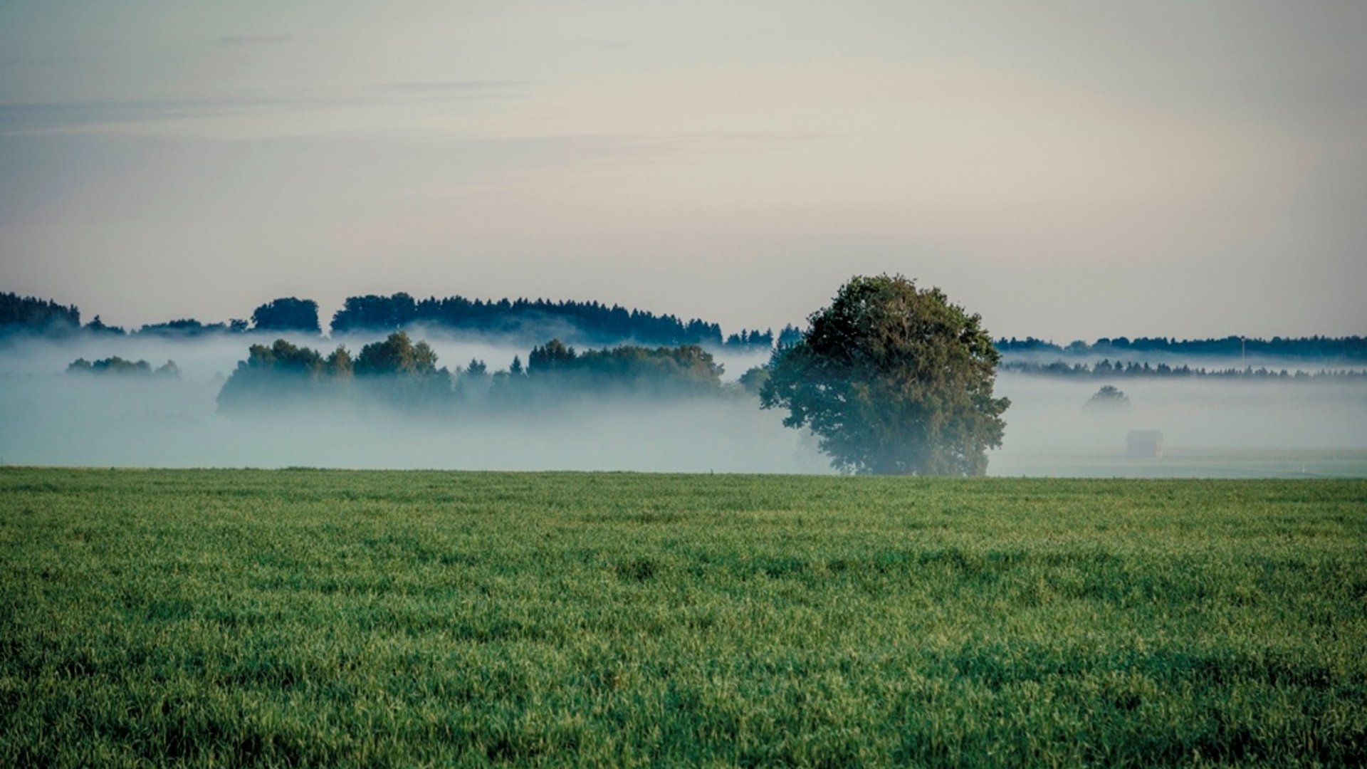 Fog over green field with scattered trees under cloudy sky