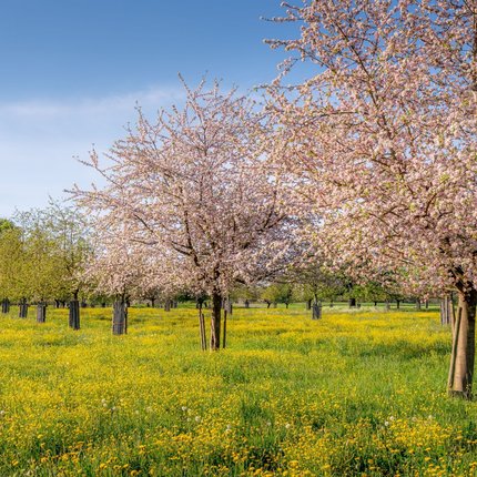Blooming cherry trees on green meadow with yellow flowers in spring