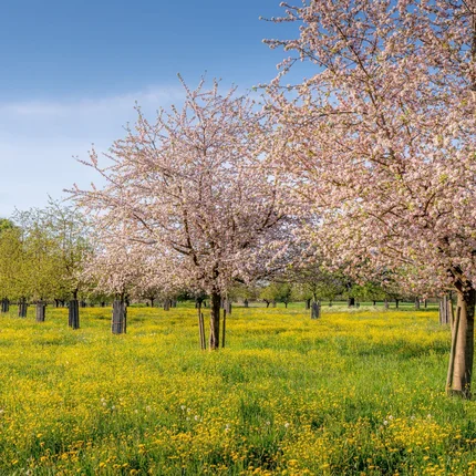 Bloeiende kersenbomen op groene wei met gele bloemen in de lente