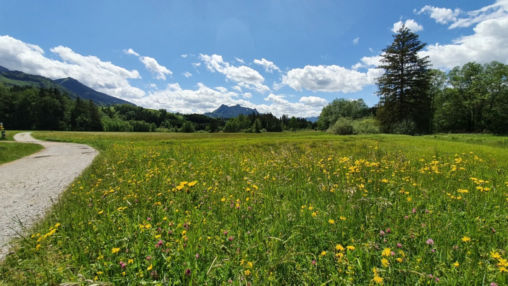 Wanderweg durch blühende Wiesen mit Bergen und blauem Himmel im Hintergrund