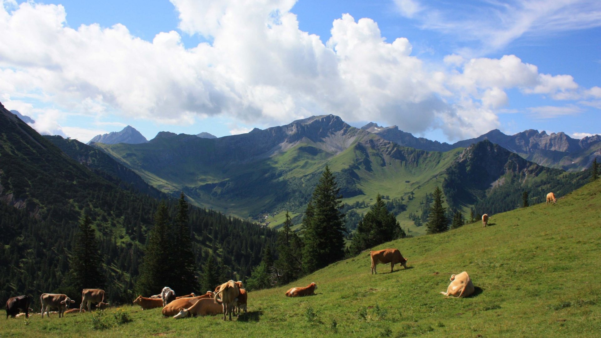 Cows grazing on green alpine meadow with mountains and blue sky background