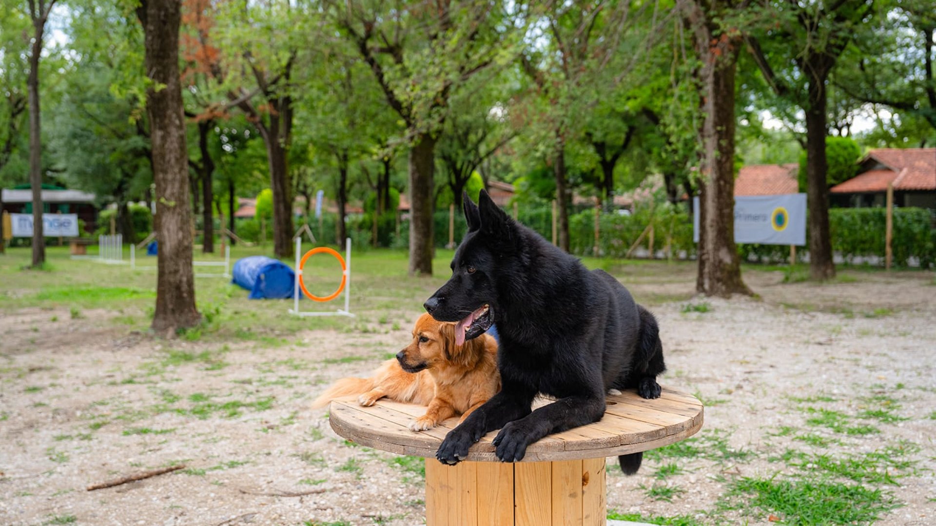 Two dogs sitting on a wooden platform in a park