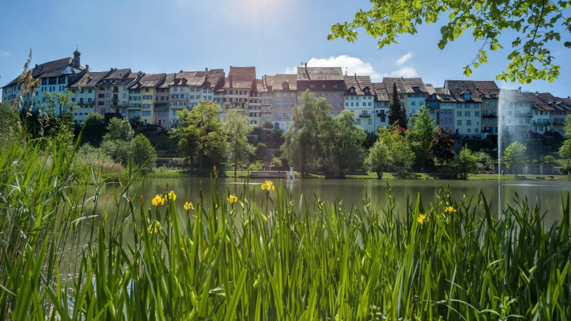 View of houses, a lake with green plants, and yellow flowers on a sunny day