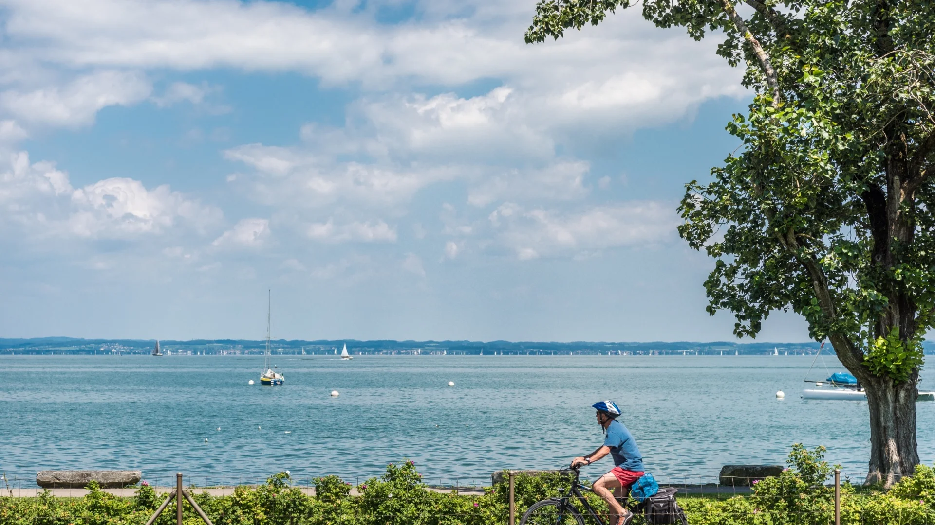 Mann fährt Fahrrad neben See mit Segelbooten bei sonnigem Wetter