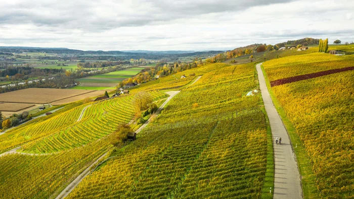 5 Radtouren durch den Thurgau © Switzerland Tourism - Daniel Loosli Weinberglandschaft mit zwei Radfahrern auf Weg im Herbst