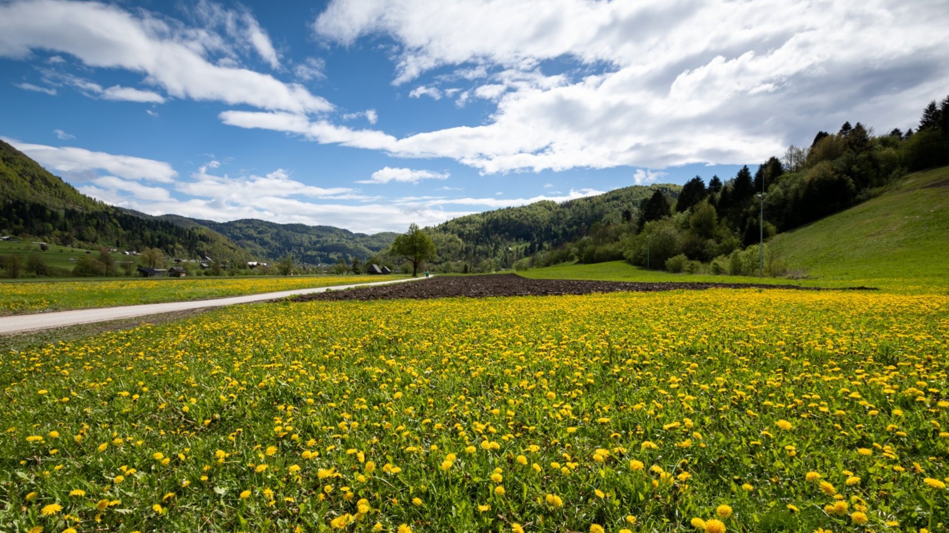 Landscape with yellow dandelion field, hills, and partly cloudy sky
